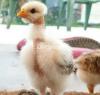 4 Weeks Old Turken Chicks - Excellent for Backyard & Organic Poultry