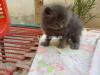 Persian kitten baby