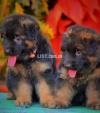 German Shepherd both puppy's available for sale Impoterd parent's