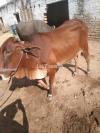 Beautiful milking Cow for Sale 5-6Liter