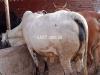 7 pregnant buffs and 2 cows for sale in Multan ( shujbad)