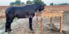English thoroughbred horse for sale