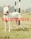 Kowati gultair dog 10 month for sale