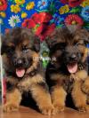 German shepherd pupies available Impoterd puppy Impoterd parent's.clme