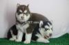 Extreme quality wooly coated siberian husky puppies top notch quality