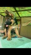 Pedigree German shepherd puppy for sale