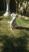 Gultair dog for sale male