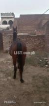 English barood mare 7 months pragnat gohri for sale