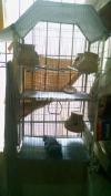 Steel cage 2 tier for parrots cats etc
