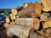 USA IMPORTED PINE WOOD LOGS AVAILABLE