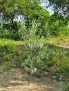 Olive Plants in 2 to 3 feet height age is approximately 2 years