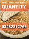 Wheat available in bulk quantity