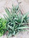 Home Grown Natural Aloe Vera