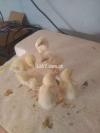 A++ QUALITY HEERA CHICKS FOR SALE