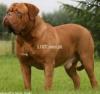 Frinch mastiff puppies available for sale available in Pakistan callme