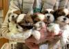 Shihtzu imported Line puppies
