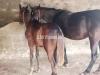 Only Wachra (horsemale) for sale