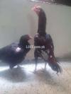 Urgent pure  aseel pair for sale