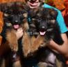 Highly pedigree long coated german shepherd puppies available