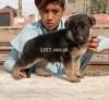 Top quality loback double cout Gsd female puppy for sale