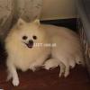 Pomeranian healthy puppies urgent for sale