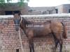 Aribac horses
