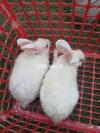 Snow white rabbits