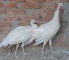 Quality White Peacock Pair Available Age 8 month
