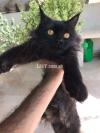 Male black cat