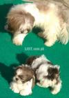 Top notch quality pedigree Shihtzu puppies in Karachi