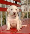 Top quality Punch face Labrador male puppy for sale