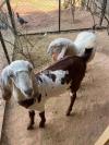 Bakri goat or sheep sale
