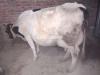 Bohat achi nasal ke cow for sale