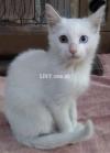 persian Huski Cat origional