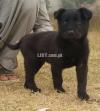 Black German cross male Age 2 month for sale