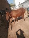 Milking Cow for Sale