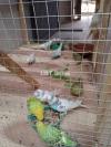Sell parrot and cage