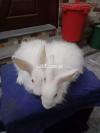 Giant Angora Adult pair for SALE