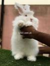 Fancy rabbit angora for sale (only male)