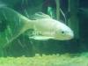 6 HIGH FIN FISHES FOR SALE