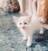 Pure white persian double coat kitten in peshawar
