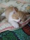 Adorable Persian kitten