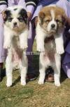 Pure alabai dog pier male and female age 2 months for sale