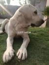 Labrador MALE Top Bloodline for Sale