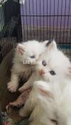 Blue Eyes Persian Kittens