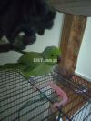 Sale green parrot