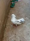 Fancy pigeon for sale