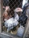 Aseel chicks for sale only 3 manth