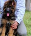 the most beautiful gsd puppy's available for sale imported pupy cal me