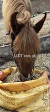 Desi Horse for sale(under training)